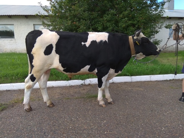 МАРШАЛ 19421 КСЧП-239